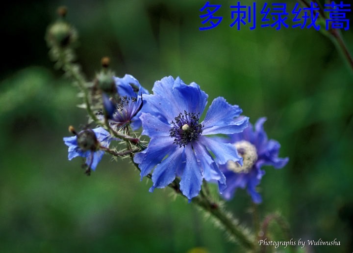 烏巴拉花